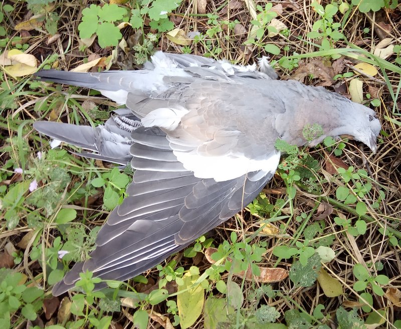 Сайты для даркнета