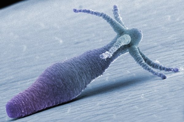 Клирнет ссылка на зеркало маркетплейс кракен