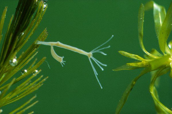 Kraken в россии