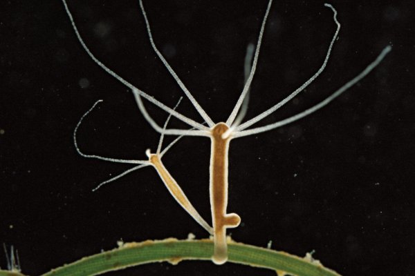 Ссылка на даркнет в тор