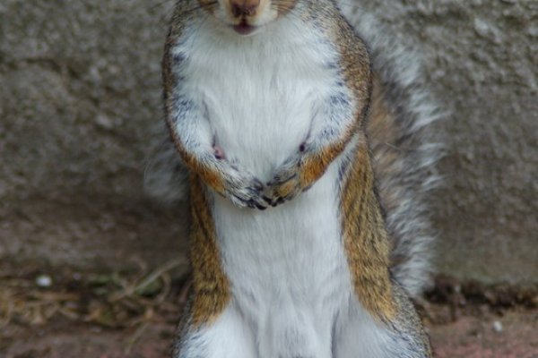 Логин и пароль от кракен