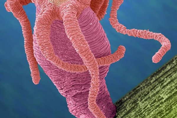 Кракен актуальные