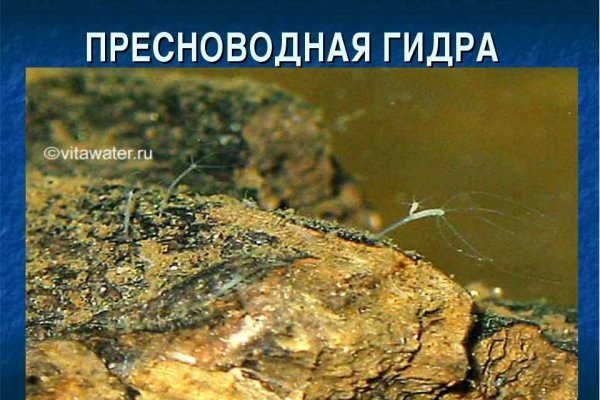Кракен активная ссылка