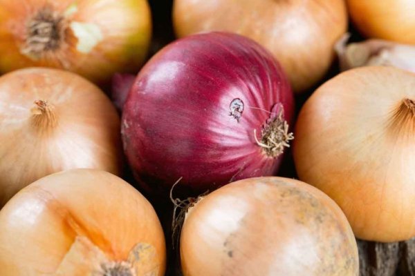 Как найти kraken