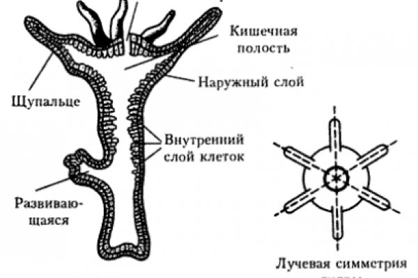 Кракен zerkalo pw