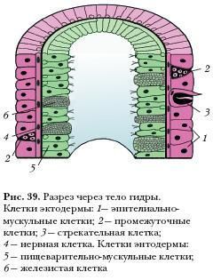 Кракен нарко