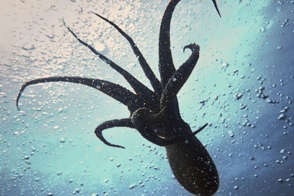 Kraken официальный сайт ссылка через tor
