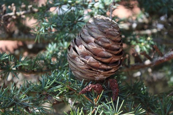 Официальный сайт kraken ссылки зеркала